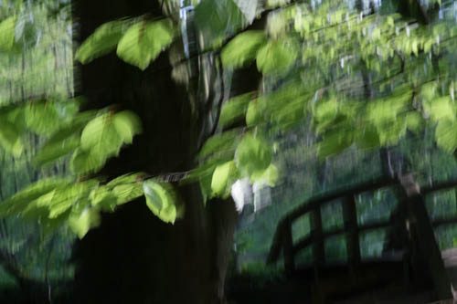 fresh green leaves of a beech tree blowing in the wind