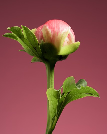Pink peony on a pink background