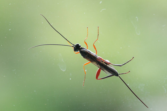 Glossy-black slender wasp with long antennae, orange legs and a long ovipostor, backlit by diffuse light on a window pane with out-of-focus green foliage behind it. Macro photo.