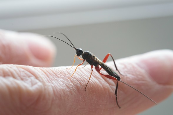 That same wasp again, only this time perched on a human finger (my own). Macro photo.