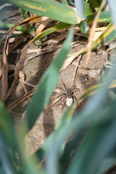 A brown-grey-black, slightly stripy spider with a lumpy, pale egg sac attached to its abdomen, seen from above through blue-green cereal crop leaves.