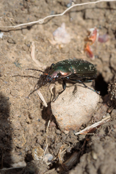 Glossy, iridescent black-green-bronze beetle on bare, cracked earth and pale stones.