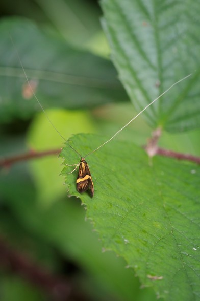 Yellow and black moth, wings folded, with absurdly long, narrow antennae, on a broad green leaf.