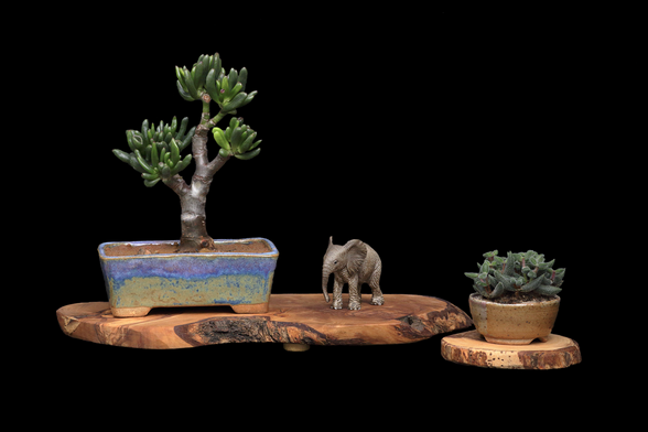 A mame bonsai display, with a 'hobbit' jade on the left, a baby elephant figurine in the middle, and a 'fuzzy' jade accent plant on the right. The new pots have multi-toned glazes on red clay, with purples and blues visible on the pot with the 'hobbit' jade.