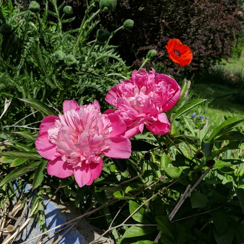A photo of two pink peonies flowers and a red oriental poppy beyond them. There are unopened poppy flowers in the upper left. There is a strip of blue in the lower left that is the top edge of a round concrete pond built in 1930. A red barberry bush is in the background, and some shade and lawn.