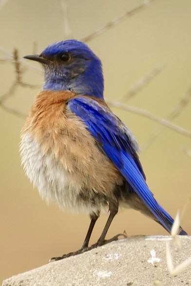 blue, rust and cream bird stares out the edge of the frame.