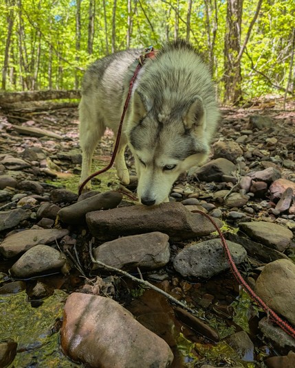 Husky Zeena sniffs at a rounded river rock on the edge of a stream below deciduous trees that glow yellow-green above and behind. The green and yellow reflect on the swirling surface in the foreground.