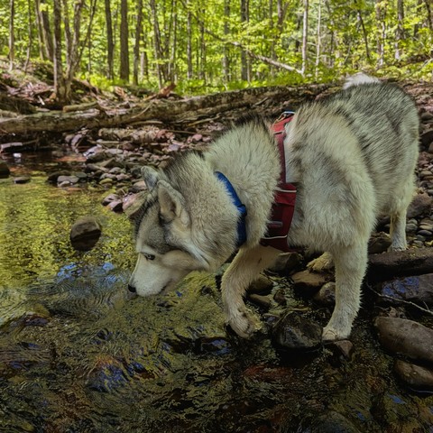 Zeena pauses on the rocky edge of a stream that riffles by gently. Bright trees shine in the background, and some downed trunks lay across the rocks behind her.