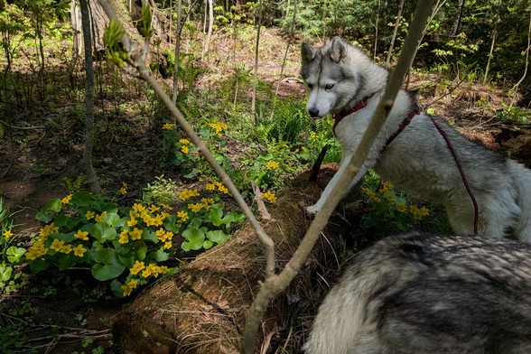 Husky Zeena pauses, her front paws on an old rotting log, to investigate a cluster of marsh marigold plants: five-petaled flowers above a clump of round heart-shaped leaves. Most of the scene is in dappled shade, but the sun breaks through to highlight the flowers.