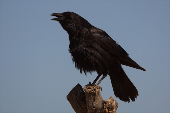 Corvus corax (known as common raven) standing on a snag and calling.