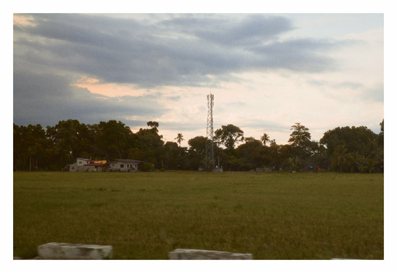 This image captures a rural landscape. In the foreground, a vast green field, possibly a rice paddy, stretches across the lower half of the frame. In the midground, a cluster of trees, including what appear to be palm trees, creates a natural barrier. Nestled among these trees on the left side, few houses with light colored roof and walls is visible.

Dominating the center of the image, and rising above the treeline, is a tall, slender telecommunications tower. - Google Gemini