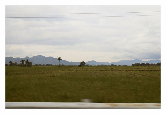 A rice field landscape with distant trees and mountains in the background.