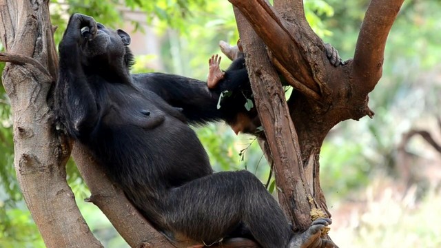 #News: 🧠💚 #Research finds #chimpanzees use medicinal #plants to treat wounds, remove snares, heal each other! Landmark 30-year study in #Uganda reveals compassion in our close relatives 🦍🌿
Protect them now! #BoycottPalmOil #Boycott4Wildlife Go #Vegan https://doi.org/10.3389/fevo.2025.1540922?utm_source=mastodon&utm_medium=Palm+Oil+Detectives&utm_campaign=publer