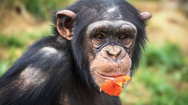#News: 🧠💚 #Research finds #chimpanzees use medicinal #plants to treat wounds, remove snares, heal each other! Landmark 30-year study in #Uganda reveals compassion in our close relatives 🦍🌿
Protect them now! #BoycottPalmOil #Boycott4Wildlife Go #Vegan https://doi.org/10.3389/fevo.2025.1540922?utm_source=mastodon&utm_medium=Palm+Oil+Detectives&utm_campaign=publer