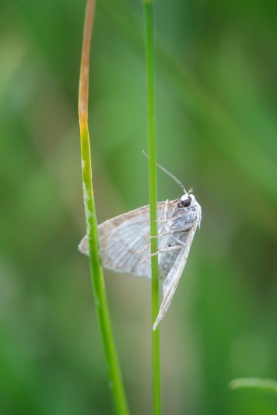 Small white moth, beady black eyes and holding on to a vertical stem of grass, seen partially from underneath.