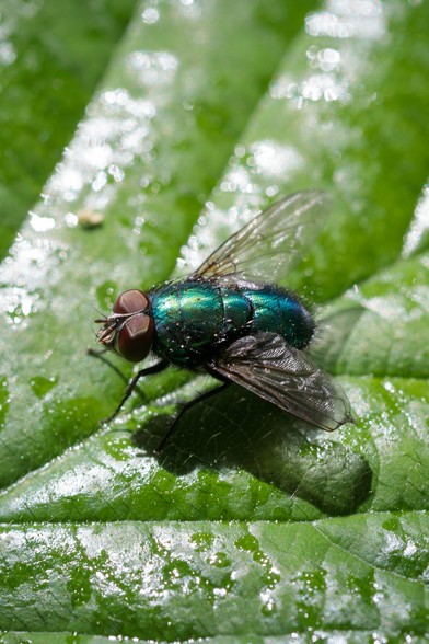 Glossily metallic blue-green fly with red-brown eyes, on a large, sunlit green leaf.