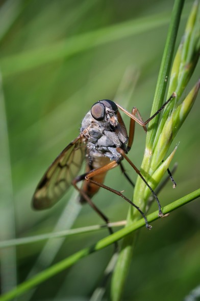 Stern-looking grey-brown fly with spotted wings, holding on to green grass, peering rather snootily at the camera.