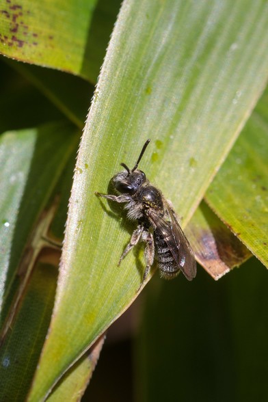 Small, dark bee in spring sunshine on a broad, pointed leaf.