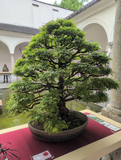 A large bonsai with bright-green leaves on a red table cloth.