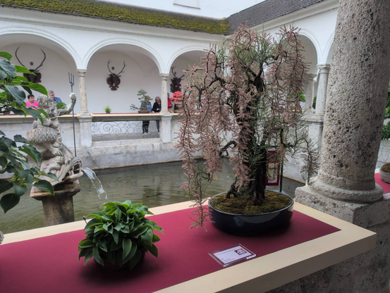 A bonsai with pink flowers and some other plants, with fish ponds and people in the background.