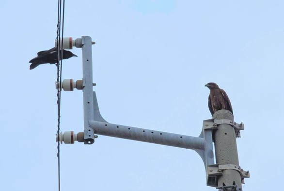 A crow and a black kite facing each other both perched on the same utility pole (well, the crow is perched on a cable, but you get the idea)