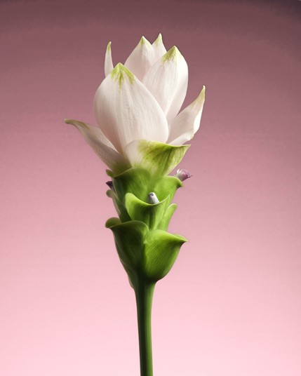 Pink curcuma flower on a pink background.