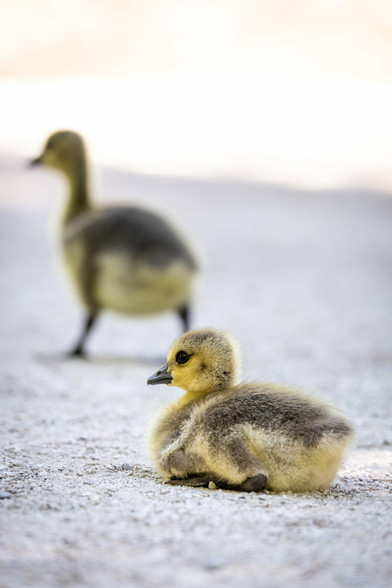 A fluffy gosling rests on a gravel path. Another gosling, slightly blurred, is walking along the path in the background. The lighting is soft, creating a calm and serene atmosphere.