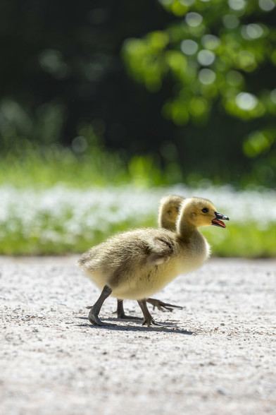 Two young goslings walk side by side on a sunlit gravel path. One gosling has its beak slightly open, appearing to chirp. The background is lush and green with soft bokeh.