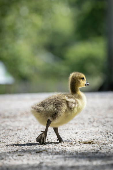 A single gosling walks across a gravel path, its head held high and its body slightly turned to the right. The background is softly blurred with greenery, emphasizing the gosling’s fuzzy texture and determined posture.