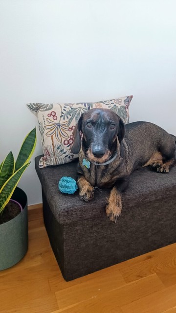 Perro teckel de pelo duro recostado sobre un puff oscuro, con una pelota azul entre las patas y un cojín con estampado vegetal detrás. A la izquierda, una sansevieria en una maceta decora el rincón. El ambiente es acogedor y hogareño, con suelo de madera clara y paredes blancas.