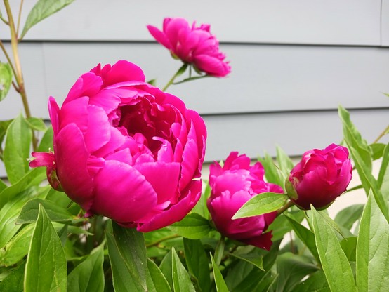 Photo of 4 dark pink peony flowers amidst lime green foliage. The largest flower on the left is sphere-shaped and its petals have started to open. Just behind it is a flower in full bloom facing up and towards the right. To the right of the largest flower is a similar-looking but smaller flower in the same state of bloom, partially obscured by a leaf on the stem of a large yet-to-open bud.