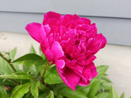 Photo of a single dark pink peony flower with green foliage out of focus in the background.