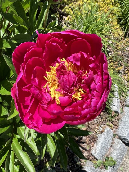 A crimson peony in my garden, fully open, exposing the yellow anthers at the center