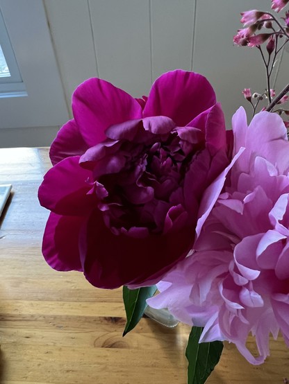 A dark red peony and a pink one in a vase on my table. Very frilly