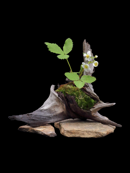 A wild strawberry plant in bloom, growing out of a piece of wood filled with moss. The wood is sitting on top of two pieces of flat rock.