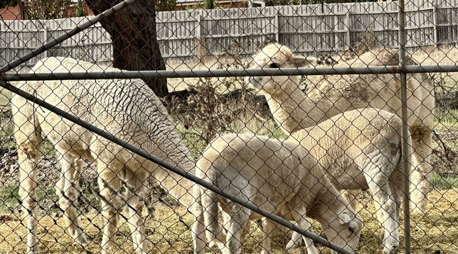 They’ve spread the lupins out & are ignoring the 2 bales of lucerne about 2 metres to their right.