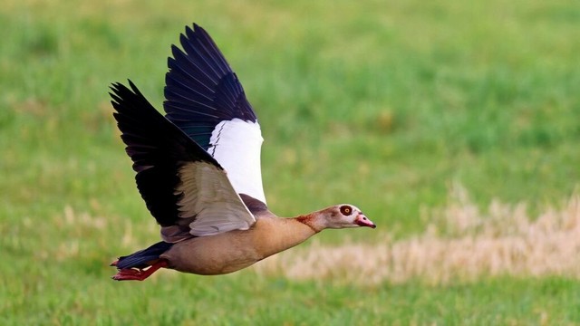 Jagd auf 6.000 Gänse am Dümmer: Wie ist die Lage im Bremer Bürgerpark?