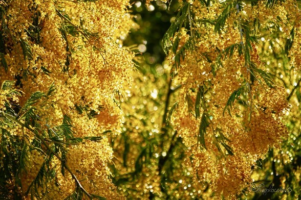 Gros plan sur des grappes de mimosa d’un beau jaune soleil. Des gouttes de pluie sont agglutinées sur les fleurs et reflètent la lumière du soleil.