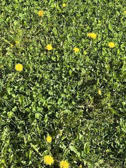 Vihreä nurmi jossa kasvaa suurimmaksi osaksi apilaa ja voikukkia.