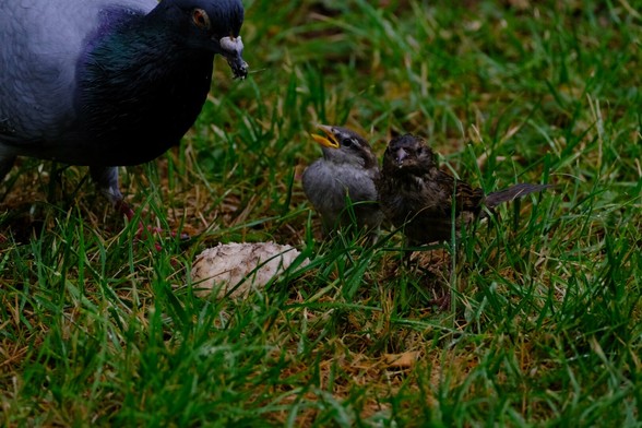 The image depicts a scene in a grassy area where a pigeon is interacting with two smaller birds, likely sparrows and its fledglings. There is a piece of bread on the ground near them. The setting is outdoors, with green grass and some scattered leaves.