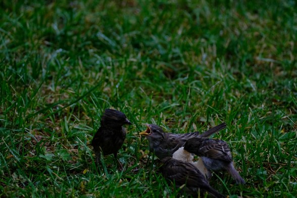 The image depicts three birds on a grassy area. Two appear to be sparrows and its fledglings, with one calling or begging for food. There is a piece of bread on the ground. The setting is outdoors with green grass.
