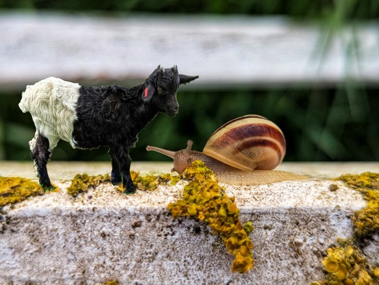The image shows a snail and a goat interacting on a textured surface, possibly a wall or ledge. The snail, featuring a brown and cream-coloured shell, is positioned in the foreground, facing right. Its body extends onto the surface, which is covered with patches of yellow moss or lichen. To the left of the snail, a small goat stands with its head turned towards the snail. The goat is black and white, with its front legs and head being mostly black, and its rear half mostly white. The background is slightly blurred, suggesting an outdoor setting with greenery and a white structure, possibly a fence or wall, behind the animals. The lighting appears natural, highlighting the textures of the animals and the surface they are on.