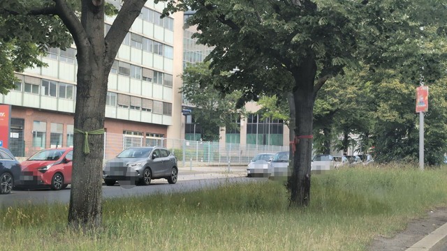 Mittelstreifen einer Straße auf dem drei Bäume zu sehen sind. Einer hat ein grünes Band umgeknotet und zwei haben rote Bänder.