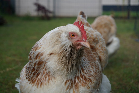 The image shows a close-up of a light-coloured Faverolles hen, facing towards the camera and slightly to the left. The hen has fluffy, cream and light brown feathers, particularly around its neck and breast. It has a prominent red comb on top of its head and red wattles beneath its beak. Its eye is a clear, orange-brown colour.
The background is softly blurred, suggesting an outdoor setting with green grass and some indistinct shapes, possibly other chickens or garden elements. The lighting appears to be natural daylight. The focus is sharp on the hen's head and upper body, highlighting the texture of its feathers and its facial features. Another hen, with similar colouring, is partially visible behind the main subject.