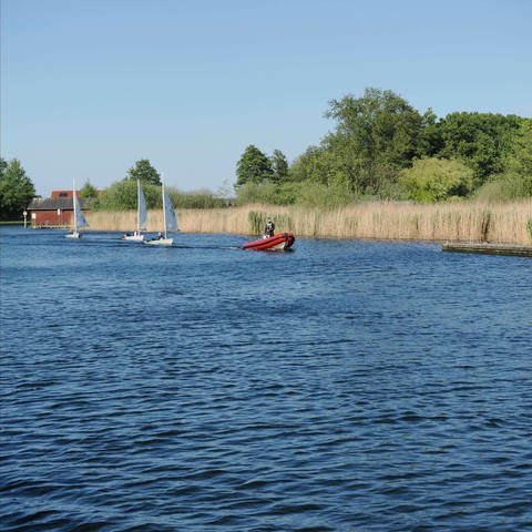Three small sailboats with white sails and a red motorboat on a calm blue river, bordered by tall reeds and lush green trees. A small building is visible in the background under a clear blue sky.