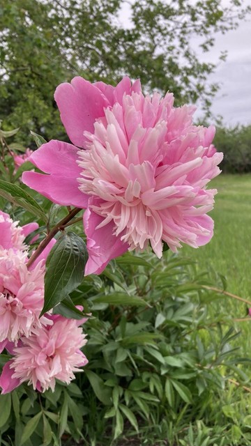 A single large pink flower.  The outer petals are a hot pink, and the spherical, multipart center is a much lighter pink.