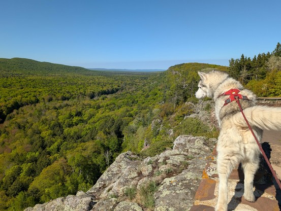 Husky Zeena looks down into a wide valley from a high overlook fenced in with a wall make of pointy rocks. She's facing SW along a high ridge that falls quickly off just to her left to a wide valley with a dark line of trees making a hidden river, then up a low slope to a distant line of hills. It's a sunny day with clear blue skies.