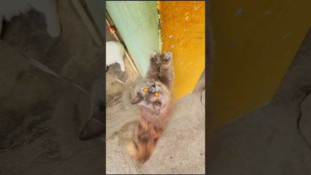 cute brown cat