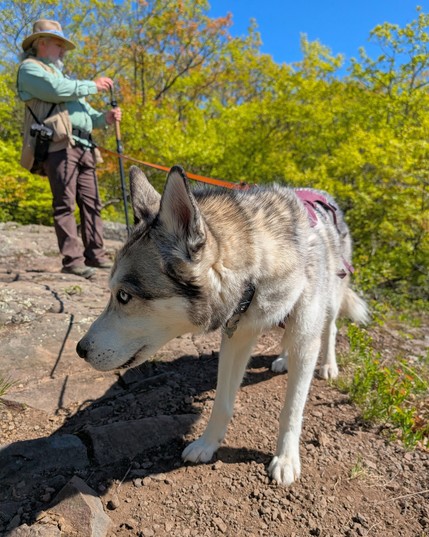 Closeup of husky Tonttu pausing while hiker Jeff takes a photo with his phone mounted to the top of his hiking staff. They're standing on a rocky swath, with bright yellow-green shrubs and a blue sky beyond.