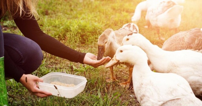 Le Royaume-Uni annonce lever son embargo sur la viande de canard française